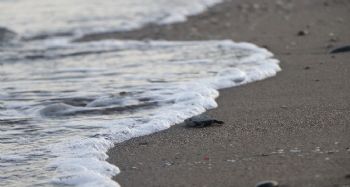 Yavru Caretta Carettalar denizle buluşmaya başladı