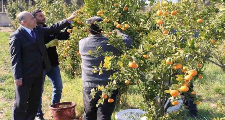 Turunçgilde sezonu uzatacak mandalina çeşidi geliştirildi, hasat başladı