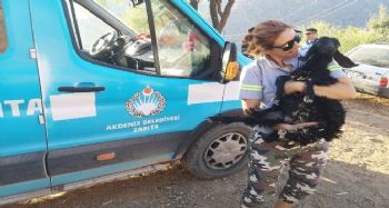Akdeniz Belediyesi yangından etkilenen hayvanların ihtiyaçlarını karşıladı