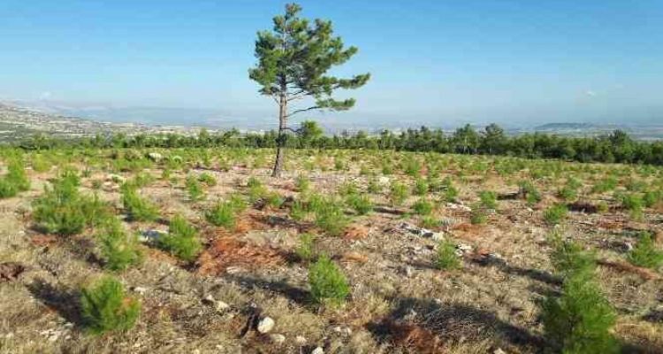 Mersin Orman Bölge Müdürlüğü, 42 bin hektar gençleştirme ve bakım yaptı