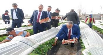 SİLİFKE ÇİLEĞİNİN FİYATINI KAYMAKAM VE ÜRETİCİLER BİRLİKTE BELİRLEDİ