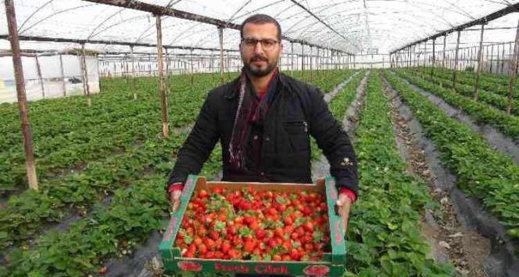 Kış ortasında hasat edilen çilek kilosu 22 liradan satılıyor