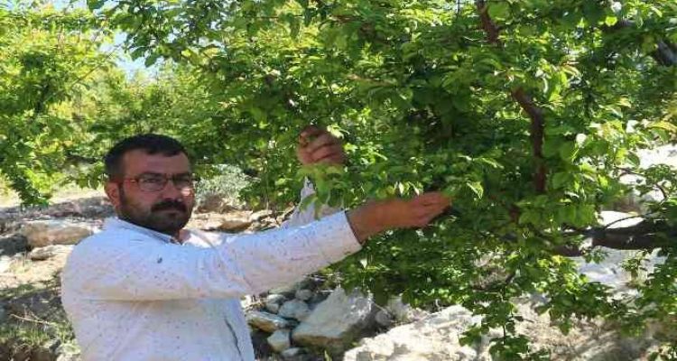 Mersin'de erik altın yılını yaşıyor