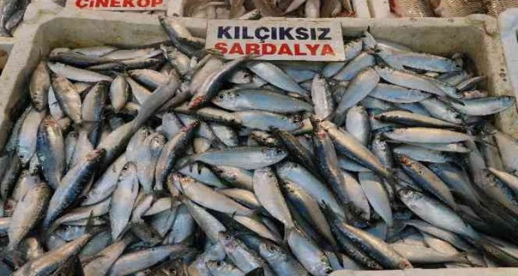 Akdeniz'de sardalya bereketi