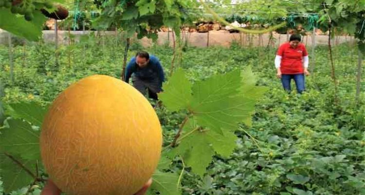 Üreticiye çifte kazanç, örtü altında aynı anda iki ürün