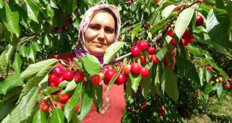 Turfanda kiraz çıktı: İlk hasatlar Norveç, Almanya ve Rusya'ya