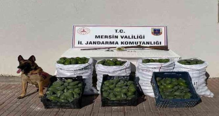 Avokado hırsızları jandarmadan kaçamadı
