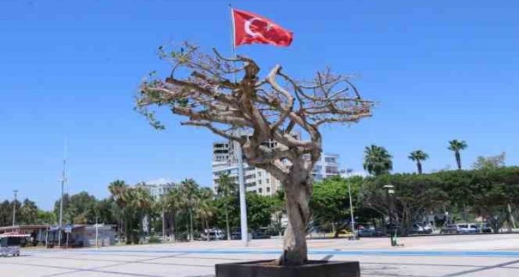 Mersin'deki ağaç kurutulması davasında karar çıktı