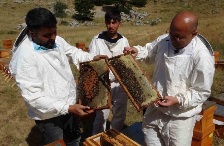 Sağım başladı: Şifa deposu sedir balı arıcıların yüzünü güldürdü