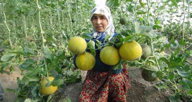 Mersin'de örtü altı kavun hasadı başladı