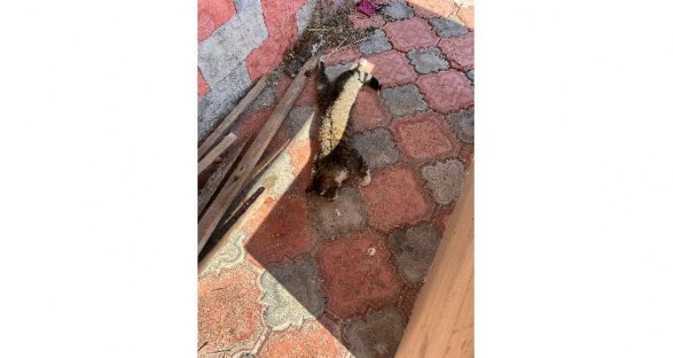 Mersin'de köpek ve kedileri zehirleyen şahıs gözaltına alındı
