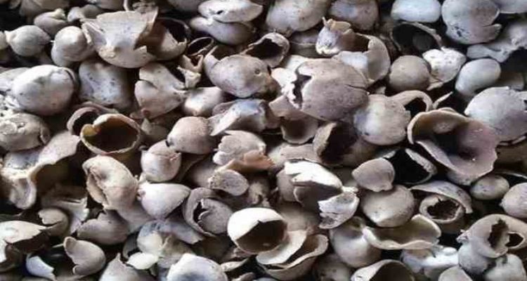 Mersin'de çukur çanak mantarı geçim kaynağı oldu
