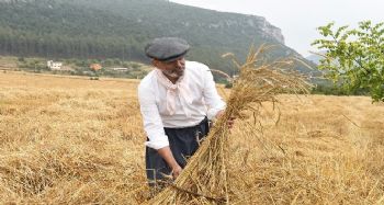 Tarsus’ta kunduru buğdayının son hasadı yapıldı