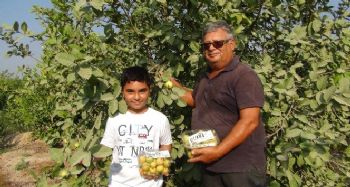 Meyvelerin kralı ve kraliçesi "guava"nın hasadına başlandı