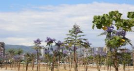 2 BİN 473 ADET JACARANDA AĞACI TOPRAKLA BULUŞTU