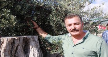 8 ASIRLIK AĞAÇTAN ZEYTİN HASADI YAPILDI