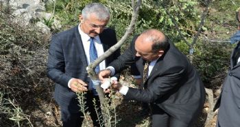 2017 YABANİ ZEYTİN AŞILAMA ÇALIŞMALARI BAŞLADI