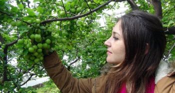 YILIN İLK ERİK HASADI YAPILDI