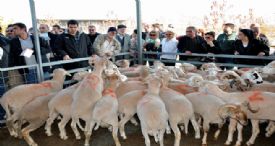 TÜRK KIZILAYI’NDA KURBAN KESİM KAMPANYASI BAŞLADI