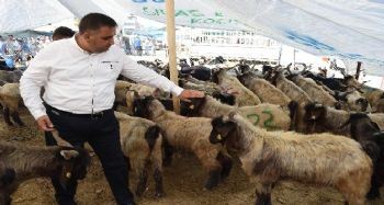 Tarsus’ta kurbanlık fiyatları ve satış yerleri belli oldu