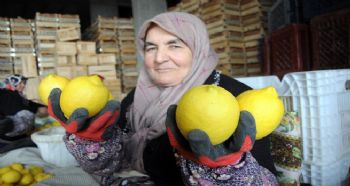 LİMON, DEĞERLENECEĞİ GÜNE KADAR DEPOLARA ALINIYOR