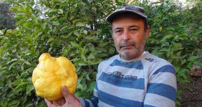 Türkiye'nin en büyük limonu 2 kilo 40 gram