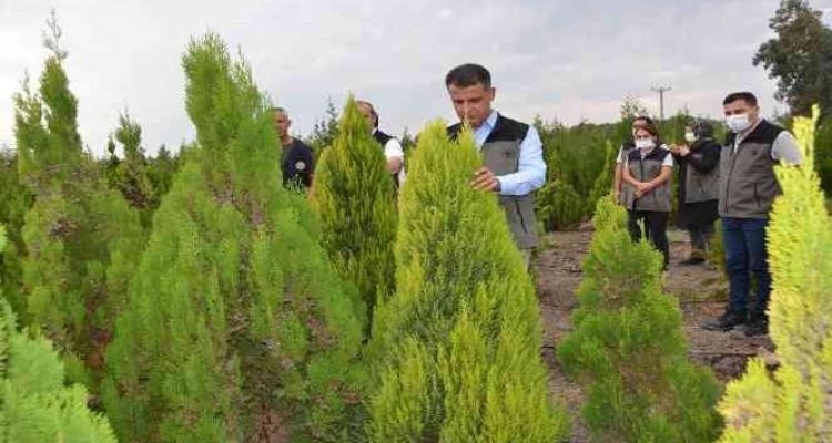 Mersin'de 2021 yılında 5 milyon 250 bin fidan üretildi