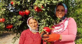 YILIN İLK NAR HASADI YAPILDI