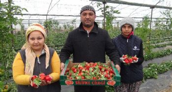 Silifke'de kış ortasında çilek hasadı