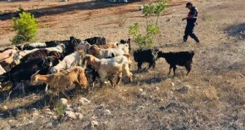 Kaybolan hayvanlar jandarma ekiplerince bulundu