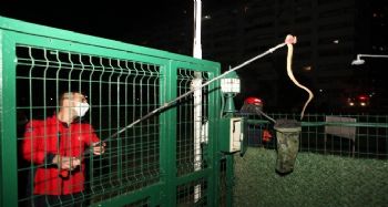 Siteye giren yılan itfaiye ekiplerince yakalandı