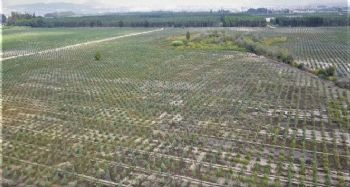 Mersin'de 2020 yılında bin 200 hektar alan ağaçlandırıldı