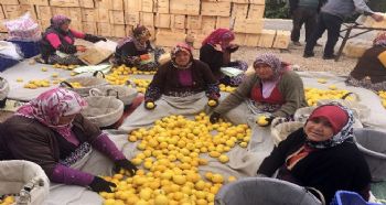 MERSİN’DE LİMON HASADI SÜRÜYOR