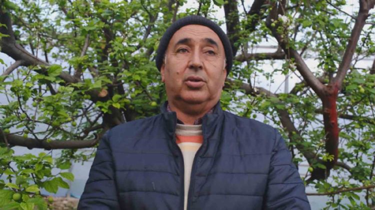 Türkiye’de en erken erik hasadının yapıldığı Mersin, seralarıyla ihracat talebine yetişemiyor