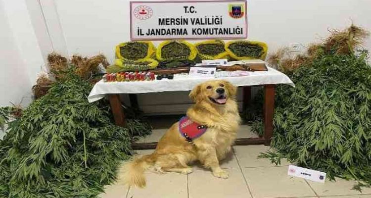 Mersin'de evlerinin bahçesinde uyuşturucu yetiştiren 2 şüpheli yakalandı