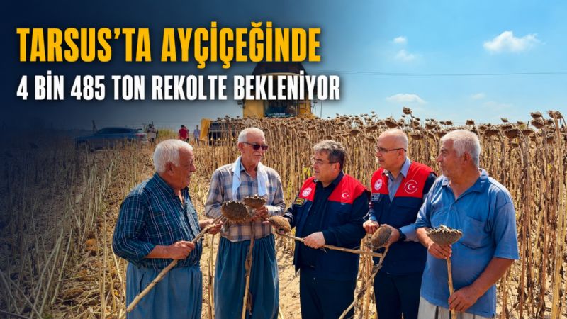 Tarsus’ta ayçiçeğinde 4 bin 485 ton rekolte bekleniyor