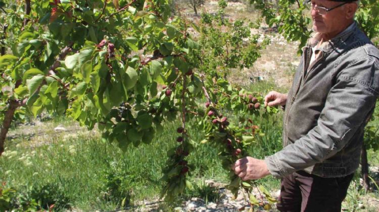 Türkiye’nin sofralık kayısı üretim merkezi, zirai donu yüzde 30 hasarla atlattı