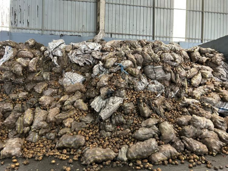 Tunus’tan iade edilen patatesler Mersin’de imha edildi