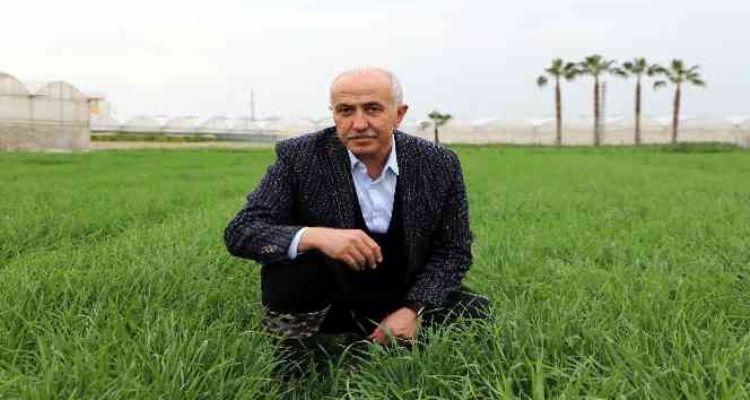 Deneme amaçlı ekilen atalık karakılçık buğdayı tohumu boy verdi
