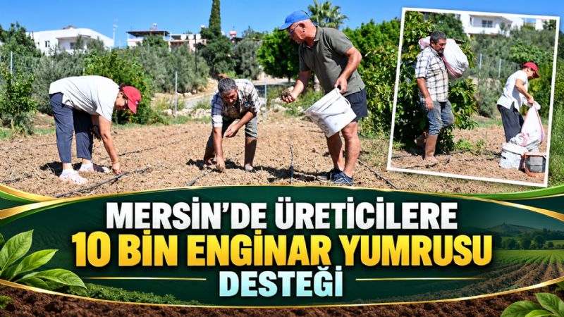 Mersin’de üreticilere 10 bin enginar yumrusu desteği