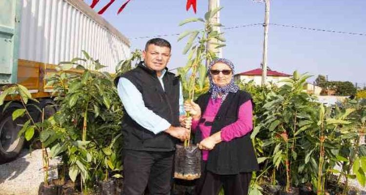 Mersin'de avokado fidanı dağıtımının ikinci etabı tamamlandı