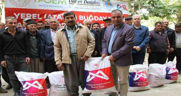 Mersin'de 12 mahallede yerel buğday üretilecek