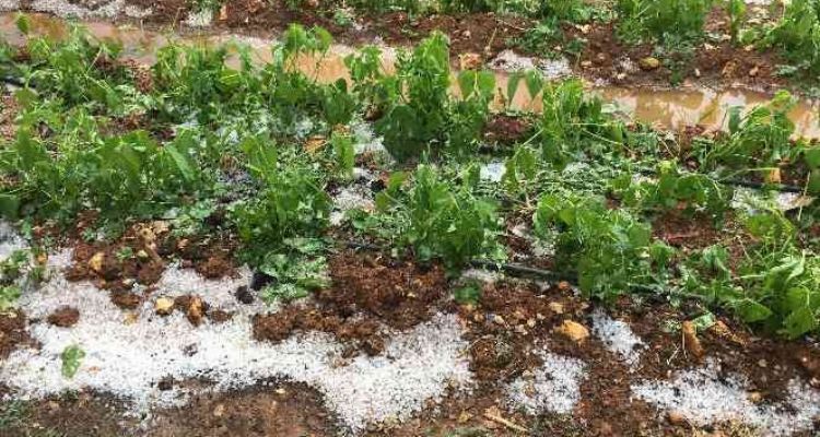 Mersin'de dolu bin 573 dekar alanda zarara yol açtı