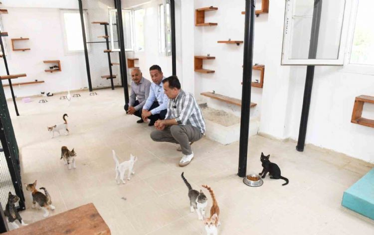 Özyiğit: 3 aylık bir sürede 11 köpeğimizi sahiplendirdik