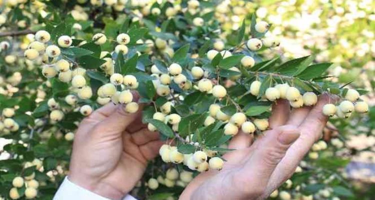 Tam bir şifa deposu: Bir ağacı 200 kiloya kadar ürün veriyor