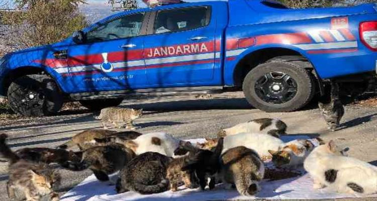 Kedi besleyen kadına jandarmadan mama desteği