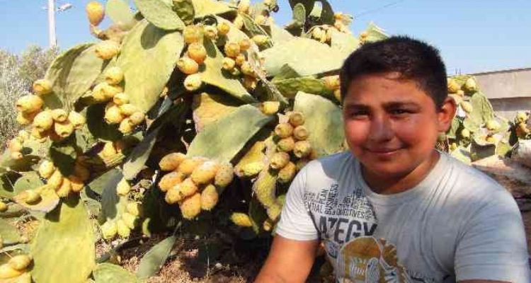 Mersin'de dikenli incir hasadı başladı