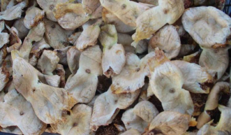 Mersin’de incir sezonu sona erdi, üreticisinin yüzü güldü