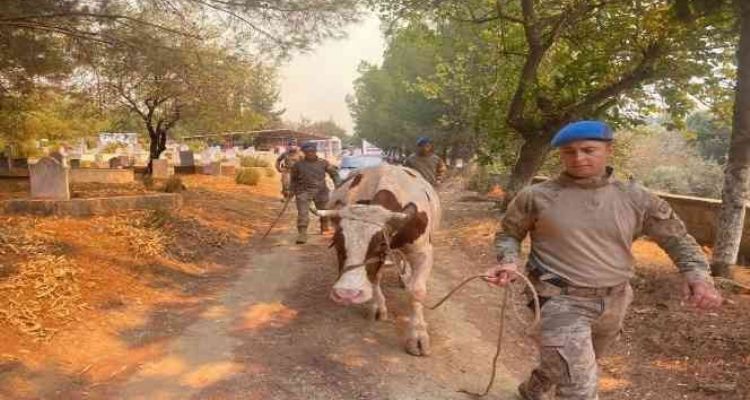 Jandarma ekipleri Mersin'deki yangın söndürme çalışmalarına destek veriyor