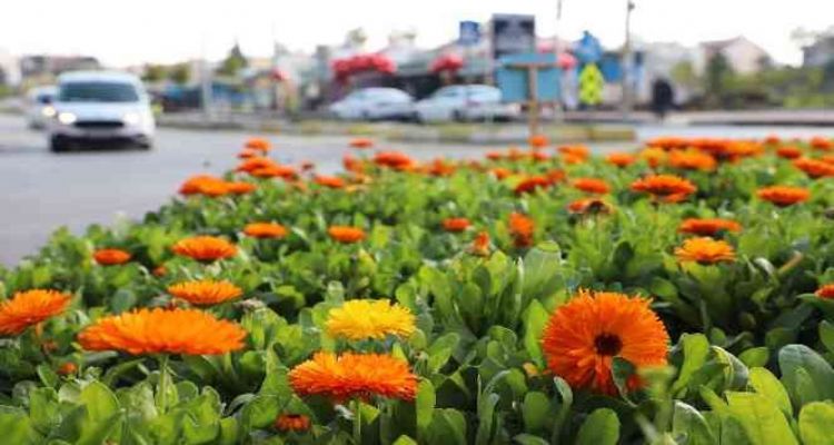 Mersin'de 3 ayda 197 bin bitki toprakla buluşturuldu
